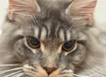 Markus Looking for Home - Maine Coon Kitten For Sale - Astoria&comma; NY&comma; US