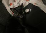 ZUZU - American Shorthair Kitten For Adoption - Mesquite&comma; TX&comma; US