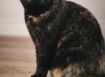 Juno's Tea party litter - British Shorthair Kitten For Sale - Sallisaw&comma; OK&comma; US