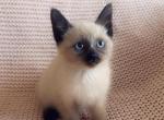 Super cute litter - Siamese Kitten For Sale - Vancouver&comma; WA&comma; US
