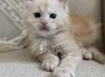 Edwin - Maine Coon Kitten For Sale - Chandler Heights&comma; AZ&comma; US