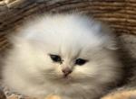 Alyosh - Scottish Fold Kitten For Sale - 