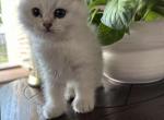 Pepe - Scottish Fold Kitten For Sale - 