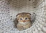 Lucy Scottish Fold kitten - Scottish Fold Kitten For Sale - Tacoma&comma; WA&comma; US