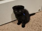Flints - Scottish Fold Kitten For Sale - Manteca&comma; CA&comma; US