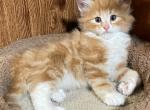 Goldilocks - Norwegian Forest Kitten For Sale - Arpin&comma; WI&comma; US