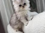 persian litter girls and boy - Persian Cat For Sale - 