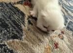 Persian litter white - Persian Kitten For Sale - Palm Coast&comma; FL&comma; US