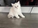 toby - British Shorthair Kitten For Sale - Beverly&comma; NJ&comma; US
