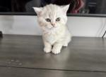 Mila - British Shorthair Kitten For Sale - Beverly&comma; NJ&comma; US
