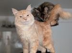Sol - Maine Coon Cat For Sale - Renton&comma; WA&comma; US