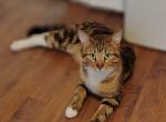 Charlie - Bengal Cat For Adoption - Fort Pierce&comma; FL&comma; US