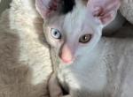 Male Cornish Rex kittens - Cornish Rex Kitten For Sale - Amelia Island&comma; FL&comma; US