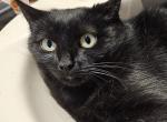 Mary spayed DSH - Domestic Cat For Adoption - 