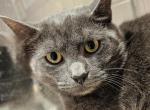 Santo neutered DSH - American Shorthair Cat For Sale - 