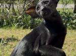 Prometheus Marbleficent - Oriental Kitten For Sale - Vienna&comma; AT