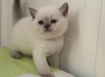 Vanila - British Shorthair Kitten For Sale - 