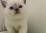 Vanila - British Shorthair Kitten For Sale - 