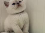 Vanila - British Shorthair Kitten For Sale - 