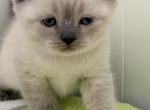 Sugar - British Shorthair Kitten For Sale - 