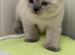 Sugar - British Shorthair Kitten For Sale - 