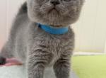 Lion - British Shorthair Kitten For Sale - Brooklyn&comma; NY&comma; US