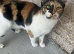 Callie - Domestic Cat For Adoption - Spring&comma; TX&comma; US