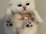 Scottish fold and straight - Scottish Fold Kitten For Sale - 
