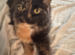 Clementine - Domestic Cat For Adoption - Ogden&comma; UT&comma; US