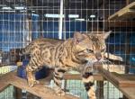 Toro - Bengal Cat For Sale - Miami&comma; FL&comma; US