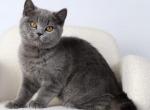 Tima - British Shorthair Kitten For Sale - Pembroke Pines&comma; FL&comma; US
