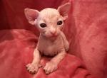 Spring litter - Sphynx Kitten For Sale - Martinez&comma; GA&comma; US