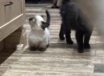 Dust Mite - Munchkin Kitten For Sale - West Palm Beach&comma; FL&comma; US
