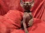 Sweet girl - Sphynx Kitten For Sale - Martinez&comma; GA&comma; US