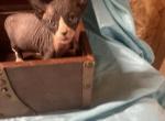 Handsomeboy - Sphynx Kitten For Sale - Martinez&comma; GA&comma; US