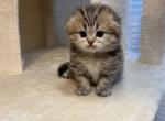 Tom - Scottish Fold Cat For Sale - Bellevue&comma; WA&comma; US