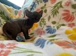 Elf boy - Sphynx Kitten For Sale - Martinez&comma; GA&comma; US