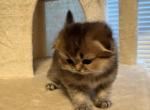 Atos - Scottish Fold Kitten For Sale - Bellevue&comma; WA&comma; US
