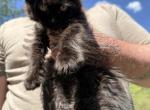Aura b - Maine Coon Kitten For Sale - Doniphan&comma; MO&comma; US