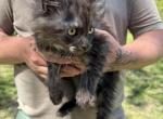 Sourdough b - Maine Coon Kitten For Sale - Doniphan&comma; MO&comma; US
