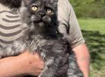 Bagel - Maine Coon Kitten For Sale - Doniphan&comma; MO&comma; US
