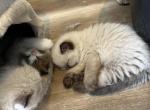 Paula - Ragdoll Kitten For Sale - San Diego&comma; CA&comma; US