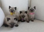 siamese litter - Siamese Kitten For Sale - Barrington&comma; IL&comma; US