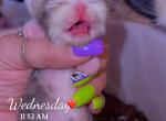 LydiaAMommy - Persian Kitten For Sale - 