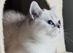 Orianna - British Shorthair Cat For Sale/Retired Breeding - Henderson&comma; NV&comma; US