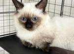 Dust Bunny - Munchkin Kitten For Sale - West Palm Beach&comma; FL&comma; US