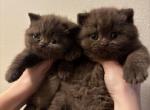 Cinnamon bears - British Shorthair Kitten For Sale - 