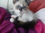 Emily - Siamese Kitten For Sale - Muncie&comma; IN&comma; US