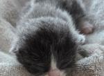 Pearl - Polydactyl Kitten For Sale - 