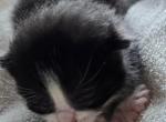 Samuel - Polydactyl Kitten For Sale - Dover&comma; OH&comma; US